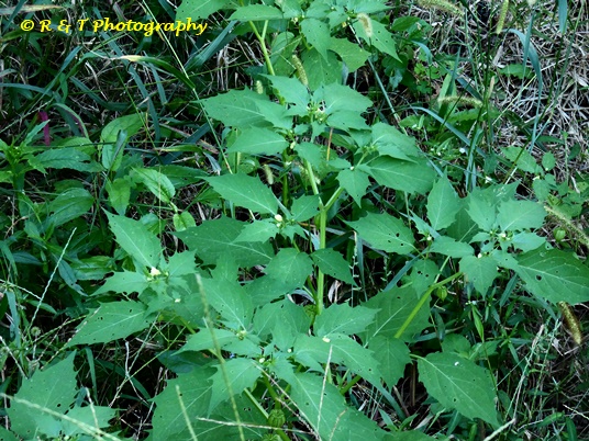 {Physalis angulata var. angulata}